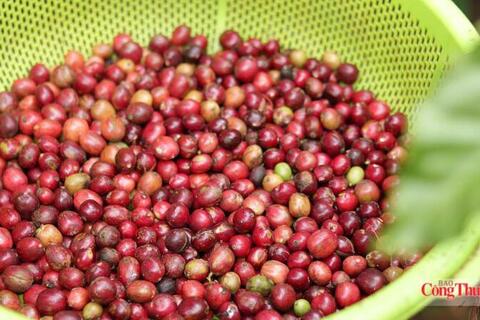 Giá cà phê hôm nay 14/7/2026: Giảm nhẹ 200 đồng/kg