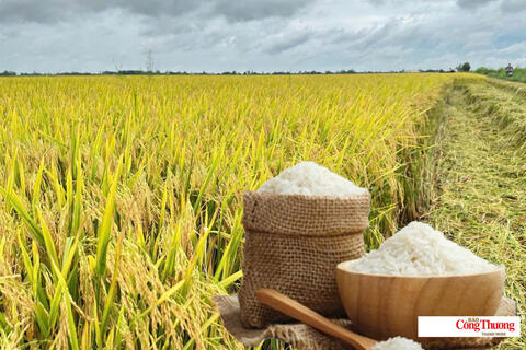 Giá lúa gạo hôm nay ngày 22/7/2026: Gạo xuất khẩu tiếp đà tăng