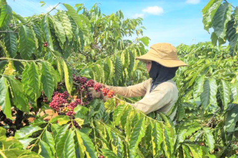 Gia Lai tìm được nhà đầu tư Viện nghiên cứu và phát triển cà phê AI 326 tỷ đồng