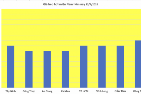 Giá heo hơi hôm nay 23/7/2026: Giảm rải rác tại miền Bắc, miền Trung