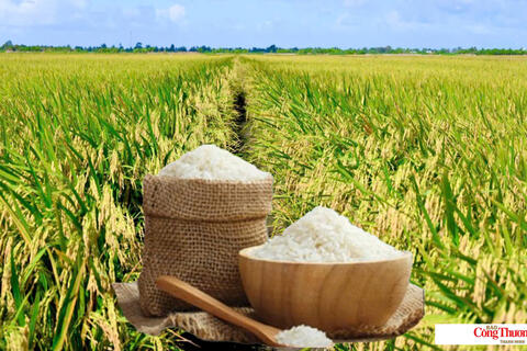 Giá lúa gạo hôm nay ngày 29/7/2026: Tấm thơm tăng nhẹ