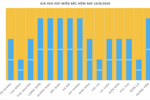 Giá heo hơi hôm nay 10/8/2026: Giảm đồng loạt tại nhiều nơi