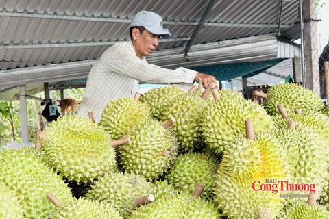 Sầu riêng bước vào cuộc đua về chất lượng