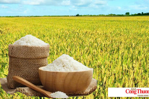 Giá lúa gạo hôm nay ngày 9/9/2026: Lúa tươi vững giá