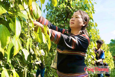 Giá tiêu hôm nay 18/9/2026: Ổn định ở mức 137.000 – 141.000 đồng/kg