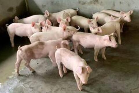 Giá heo hơi hôm nay 18/9/2026: Tăng 1.000 đồng/kg tại 2 địa phương