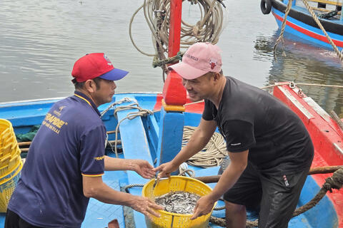 Ngư dân Quảng Ngãi vui mừng mùa cá cơm bội thu