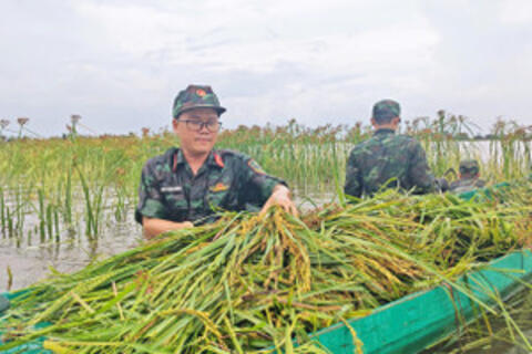 Bộ đội lội ruộng giúp dân thu hoạch lúa giữa mùa mưa ngập