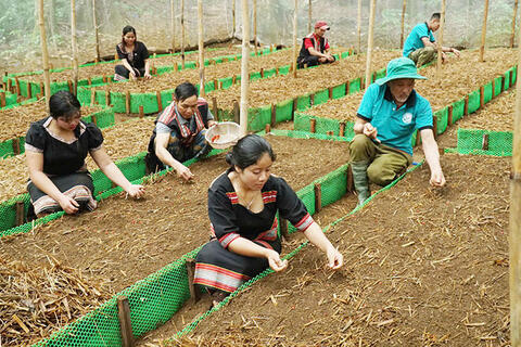 Giữ nguồn gen, chủ động giống sâm Ngọc Linh cho vụ mới