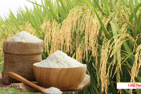 Giá lúa gạo hôm nay ngày 2/10/2026: Lúa tươi biến động trái chiều