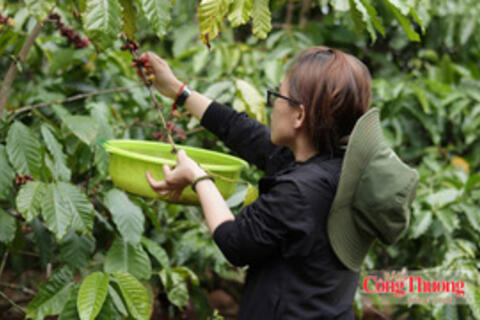 Giá cà phê hôm nay 8/10/2026: Duy trì ngưỡng 93.600 – 94.200 đồng/kg