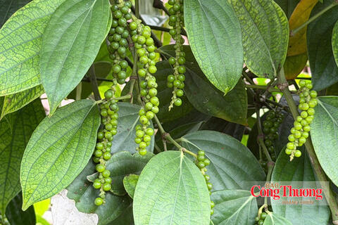 Giá tiêu hôm nay 14/10/2026: Neo cao từ 137.500 – 140.000 đồng/kg