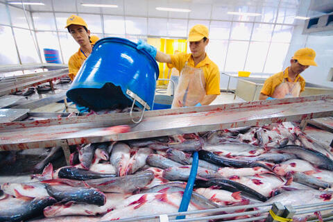 Xuất khẩu cá tra sang Trung Đông tăng trưởng, Ả Rập Xê Út dẫn đầu với mức tăng 52%