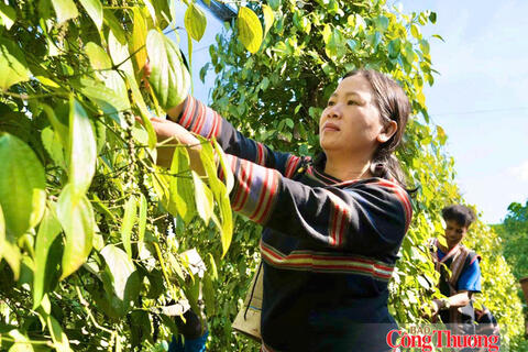 Giá tiêu hôm nay 27/10/2026: Giảm 1.000 đồng/kg tại Lâm Đồng