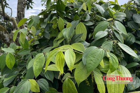 Giá tiêu hôm nay 29/10/2026: Duy trì ổn định, cao nhất 140.000 đồng/kg