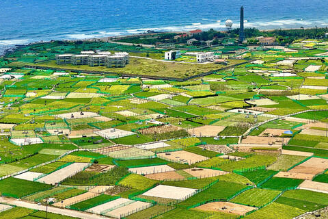 Quảng Ngãi: Tìm đầu ra cho tỏi Lý Sơn