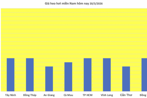 Giá heo hơi hôm nay 20/3/2026: Duy trì đà tăng mạnh
