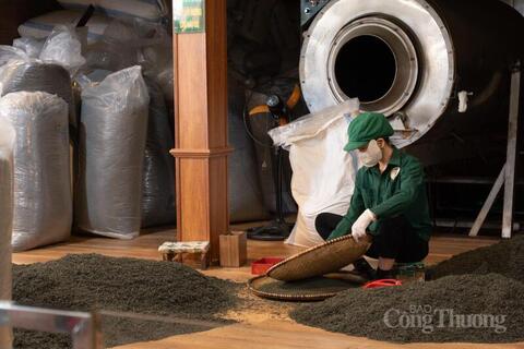 Bảo tồn và nâng tầm giá trị thương hiệu chè Tân Cương