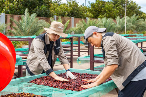 Gia Lai tìm đường thoát 'bẫy xuất thô', hướng tới thủ phủ Robusta xanh