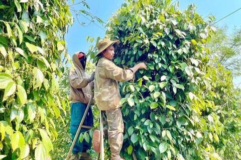 Hồ tiêu xanh Gia Lai được giá, người trồng đỏ mắt tìm nhân công thu hoạch