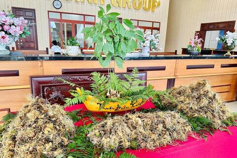 Hành trình nâng tầm 'quốc bảo sâm Việt' sắp khởi động tại Gia Lai