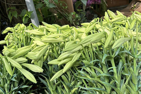 Thị trường hoa loa kèn Hà Nội bắt đầu sôi động