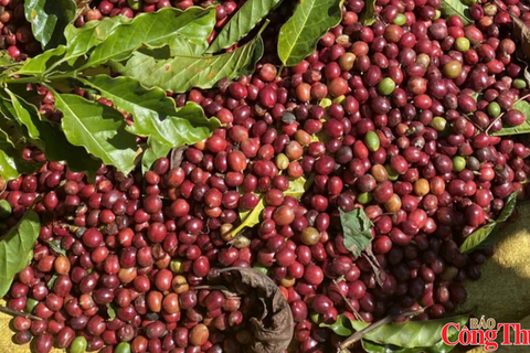 Giá cà phê giảm do nguồn cung Robusta gia tăng