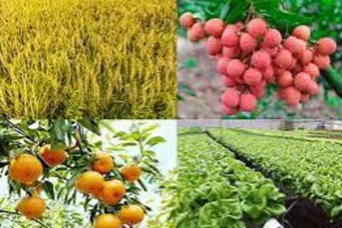 Công bố Danh mục thủ tục hành chính lĩnh vực Trồng trọt và Bảo vệ thực vật