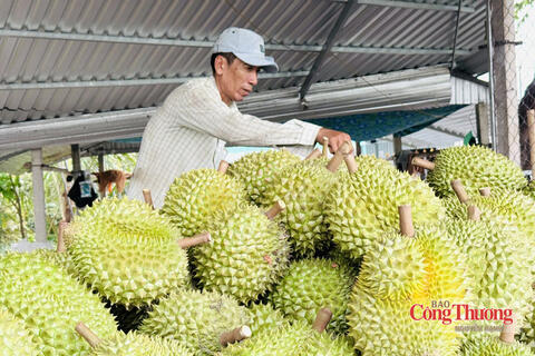 Sầu riêng bước vào cuộc đua về chất lượng
