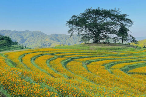 Cao Phong - điểm hẹn miền trái ngọt