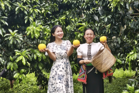 Điện Biên: Vú sữa Hoàng Kim bén rễ đất Mường Ảng, mở hướng làm giàu