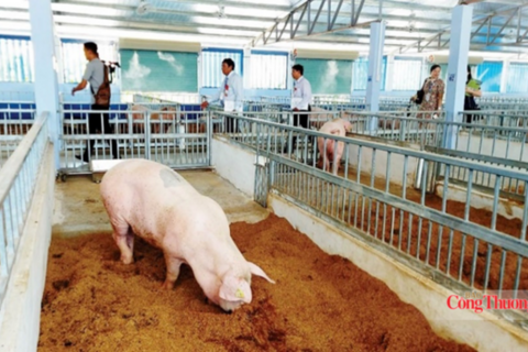Khí mê-tan từ chăn nuôi: 'Kẻ vô hình' gây nóng lên toàn cầu