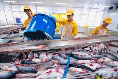Xuất khẩu cá tra sang Trung Đông tăng trưởng, Ả Rập Xê Út dẫn đầu với mức tăng 52%