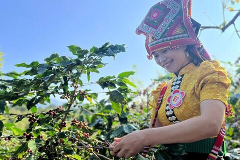 Arabica Sơn La hướng tới thương hiệu cà phê tiêu biểu ASEAN