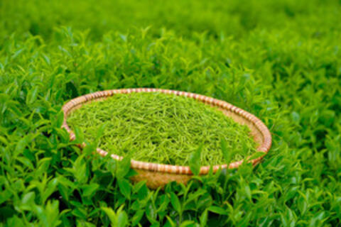 Giải thưởng trăm triệu dành cho World Master Tea Vietnam