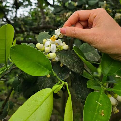 Người dân Hà Tĩnh 'se duyên' cho cây bưởi Phúc Trạch