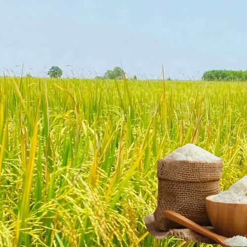 Giá lúa gạo hôm nay ngày 21/5: Gạo nguyên liệu quay đầu giảm