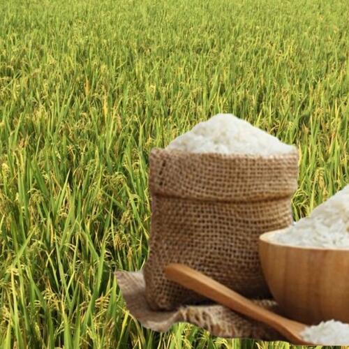 Giá lúa gạo hôm nay ngày 1/7: Lúa tươi đảo chiều giảm mạnh