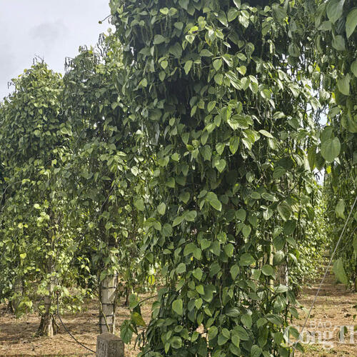Giá tiêu hôm nay 29/8/2025: Nội địa tăng mạnh 2.000 đồng/kg