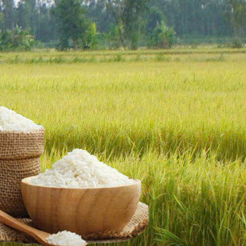 Giá lúa gạo hôm nay ngày 18/11: Gạo xuất khẩu biến động, lúa chững giá