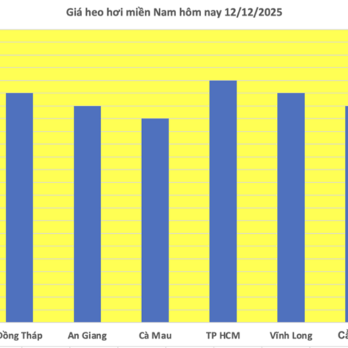 Giá heo hơi hôm nay 12/12/2025: Tăng đồng loạt, lập đỉnh mới