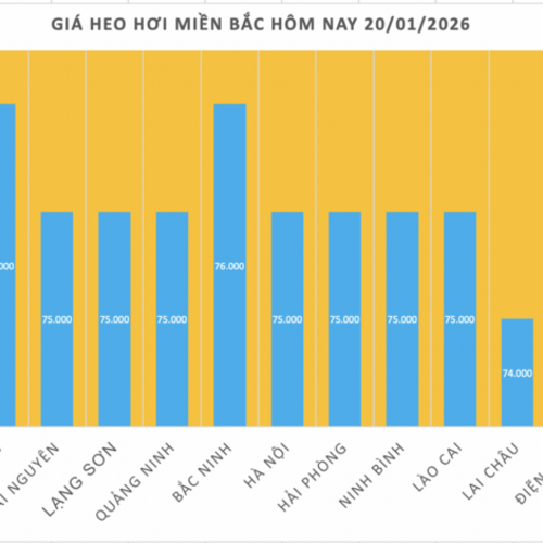 Giá heo hơi hôm nay 20/1/2026: Tiếp đà tăng tại nhiều nơi