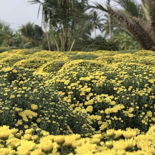 TikTok Shop hỗ trợ nhà vườn tiêu thụ hơn 2.500 chậu cúc mâm xôi nở sớm