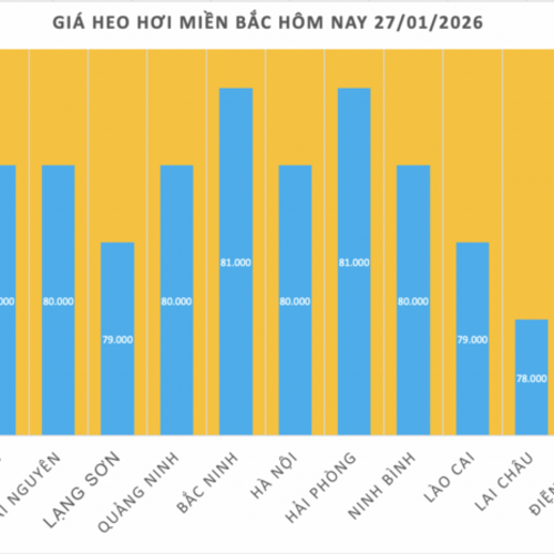 Giá heo hơi hôm nay 27/1/2026: Tăng mạnh, miền Bắc lập 'đỉnh' mới