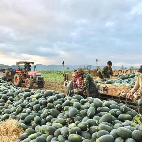 Gia Lai: Nông dân dựng chòi giữa đồng, bám ruộng dưa đón Tết