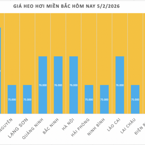 Giá heo hơi hôm nay 5/2/2026: Giảm diện rộng