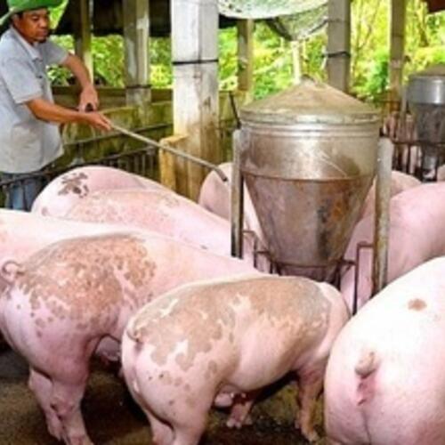 Giá heo hơi hôm nay 9/2/2026: Tiếp tục giảm nhiều nơi