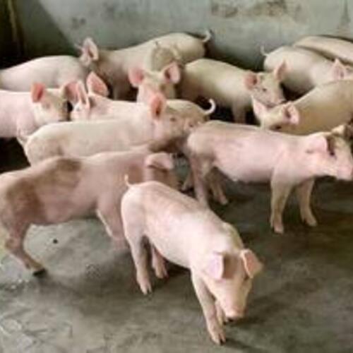 Giá heo hơi hôm nay 11/2/2026: Giảm đồng loạt trên cả nước