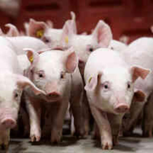 Giá heo hơi hôm nay 13/2/2026: Thị trường trầm lắng