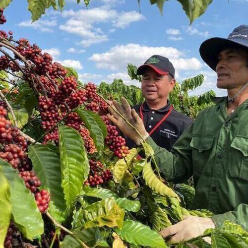 Giá cà phê hôm nay 23/2/2026: Rớt giá mạnh, sụt giảm đến 4.000 đồng/kg